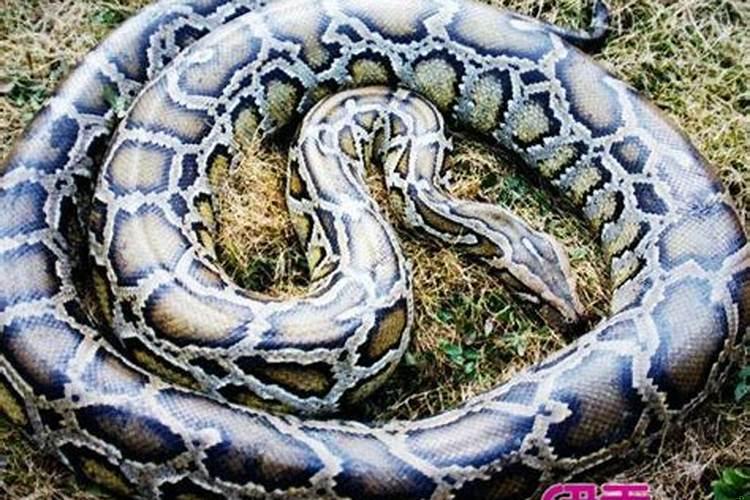 已婚女人梦见水里好多鱼?单身女人梦见好多活鱼