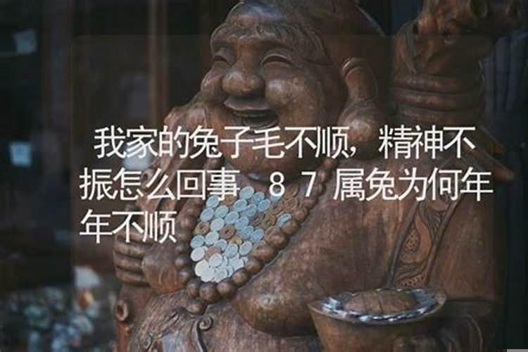 为什么属兔今年运气差？属兔的今年为什么霉运不断呀