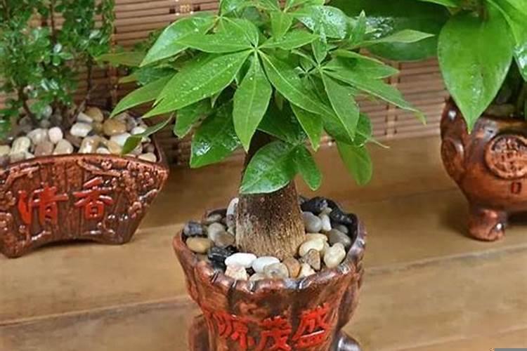 十二生肖的幸运物（在家养龙骨，是不是风水不好）