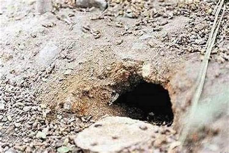 祖坟有老鼠洞好不好