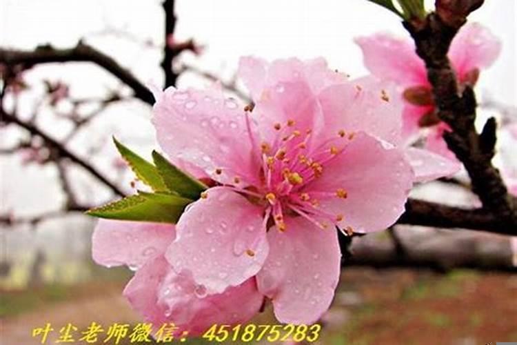 桃花运有几种类型？怎么去辨别烂桃花