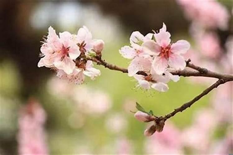 农历三月是桃花运,桃花不好怎么破解