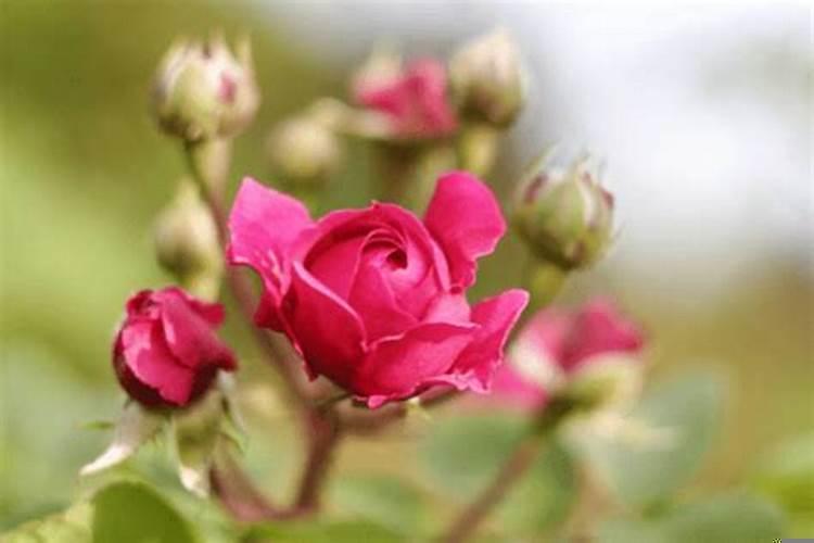 狮子座12月幸运日 双鱼座女今天财运怎样