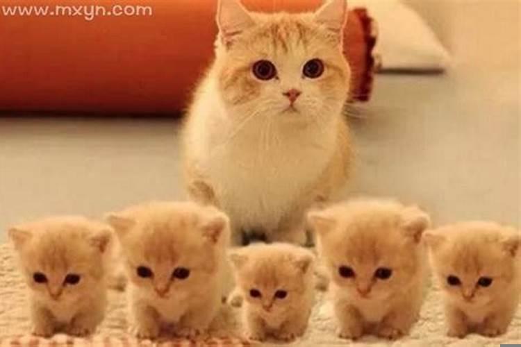 梦见猫抓鱼吃是什么意思？梦见猫要生小猫是什么预兆周公解梦