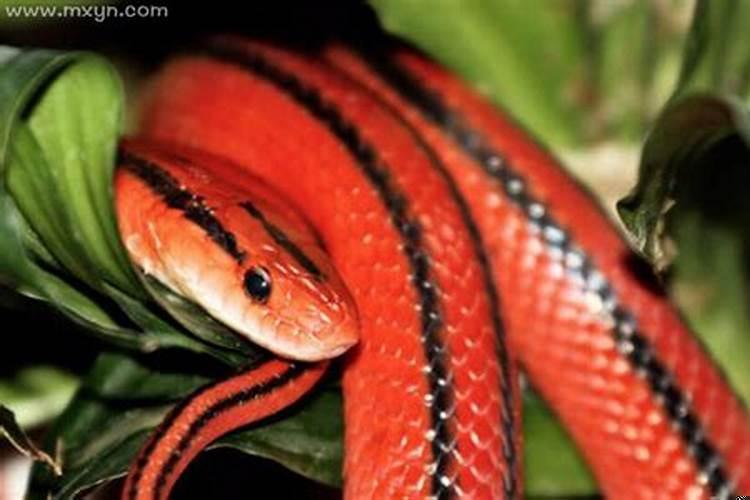 梦见绿色的蛇意味着什么？梦到红色和绿色的蛇预示着什么意思