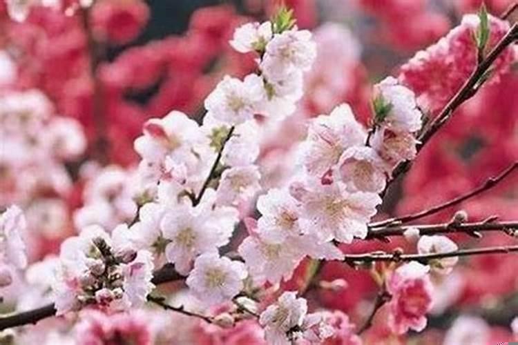 女孩怎么增加桃花运？女生如何招桃花运