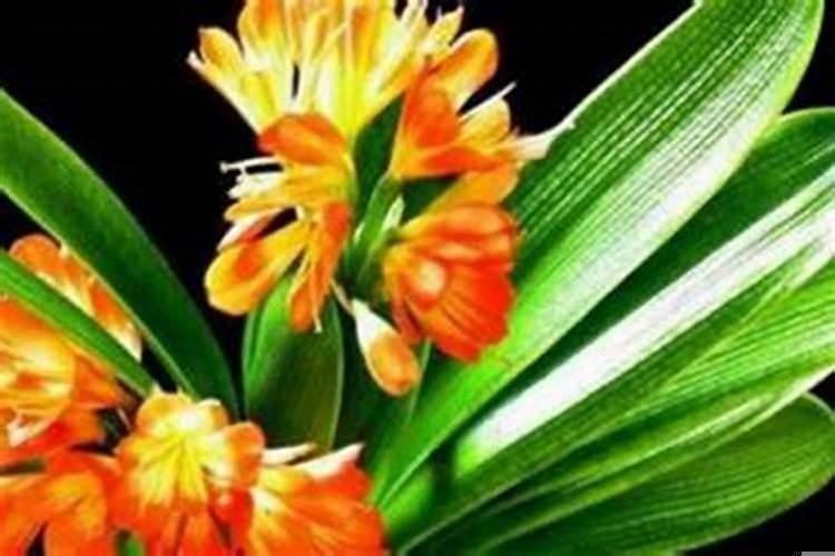 属虎人的财运花是什么花？本命年有发财的吗属虎人