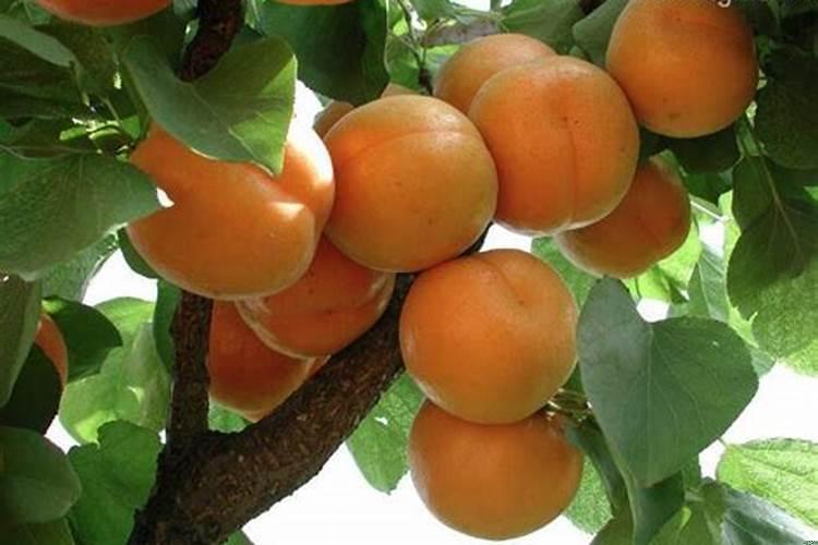 孕妇梦见杏子是什么预兆？梦见很多成熟的杏子