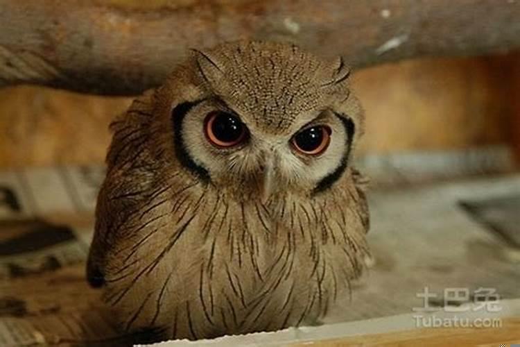 坟前有石头代表什么意思