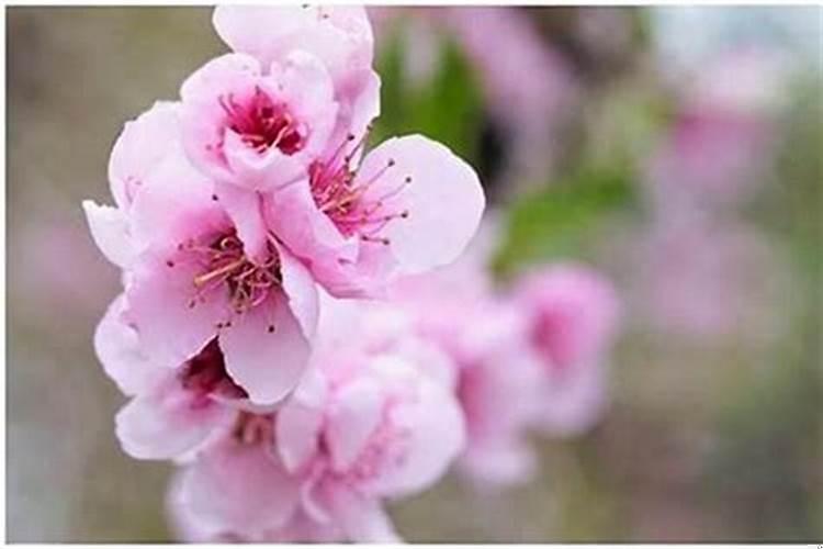 八字正缘桃花查询地支见桃花(算姻缘运势)