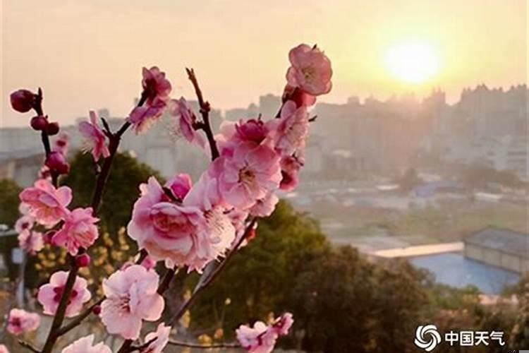 做梦春暖花开，梦到和情人怀孕了