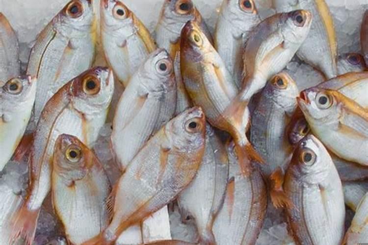 梦见猫抓鱼吃是什么意思？梦见猫要生小猫是什么预兆周公解梦