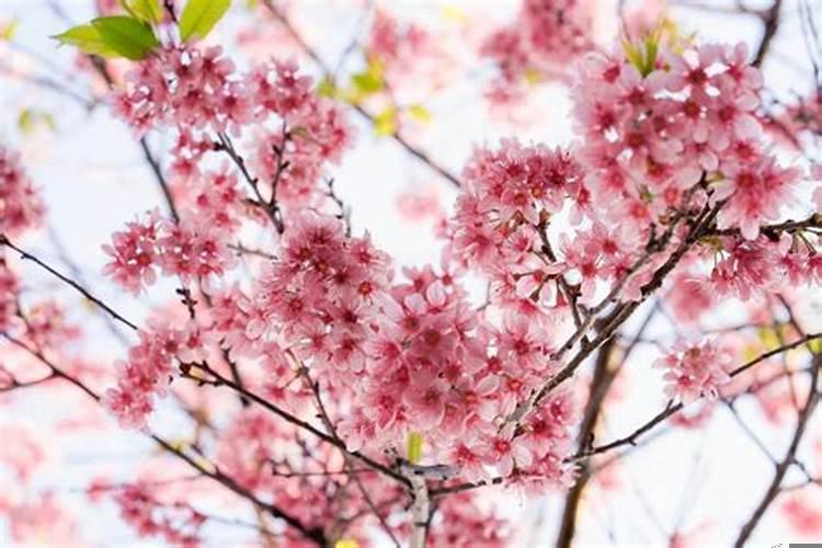 最招烂桃花的星座 烂桃花影响遇到正缘