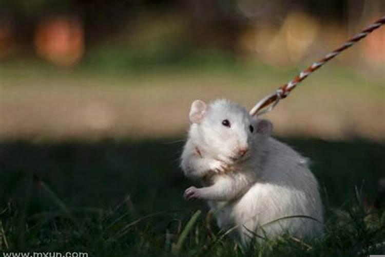 梦见老鼠爬大腿上是什么意思呀？梦见老鼠爬到腿上是什么意思