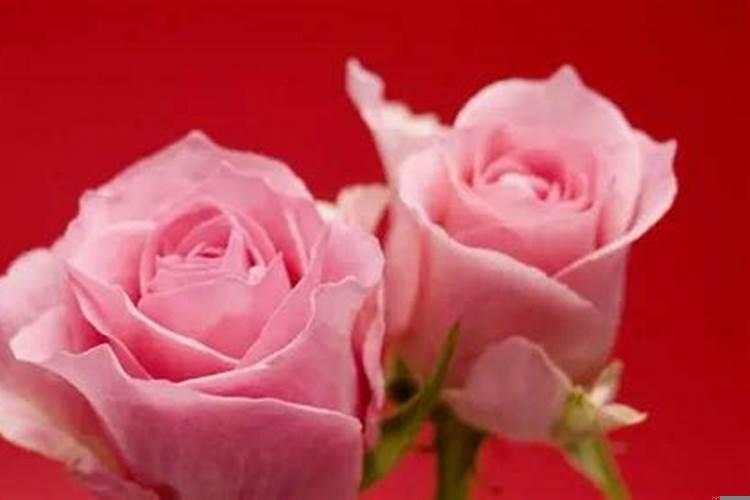 能嫁给好男人的生肖女(属羊男和属虎女财运好不好)