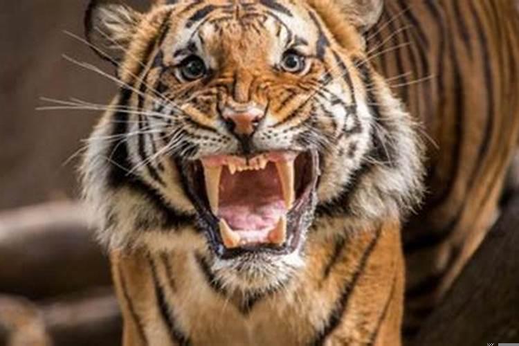 梦见被老虎追是胎梦吗？梦见被老虎追咬什么意思