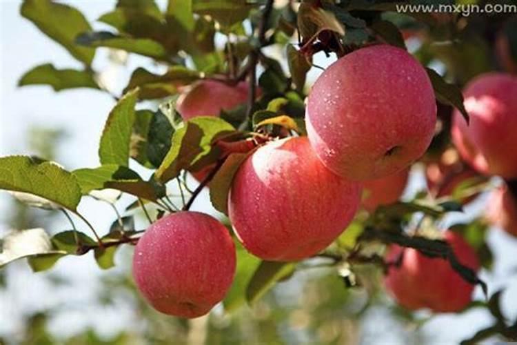 女人梦见吃苹果是什么意思？梦到吃苹果是什么意思啊