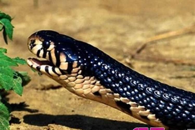 男人梦见老鼠的七大预兆，梦到老鼠是什么征兆