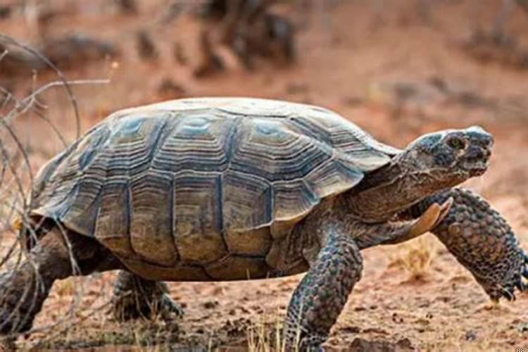 梦见一只大乌龟会说话 梦见大乌龟是什么意思女性