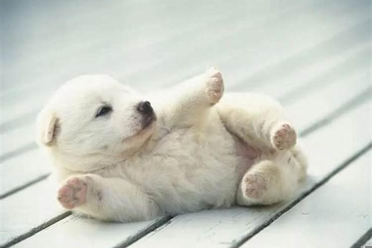 梦见寺庙有什么预兆嘛？梦见学校里有佛像