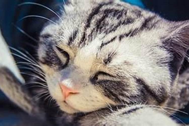 怎么分析自己的梦？梦里梦见猫有什么预兆