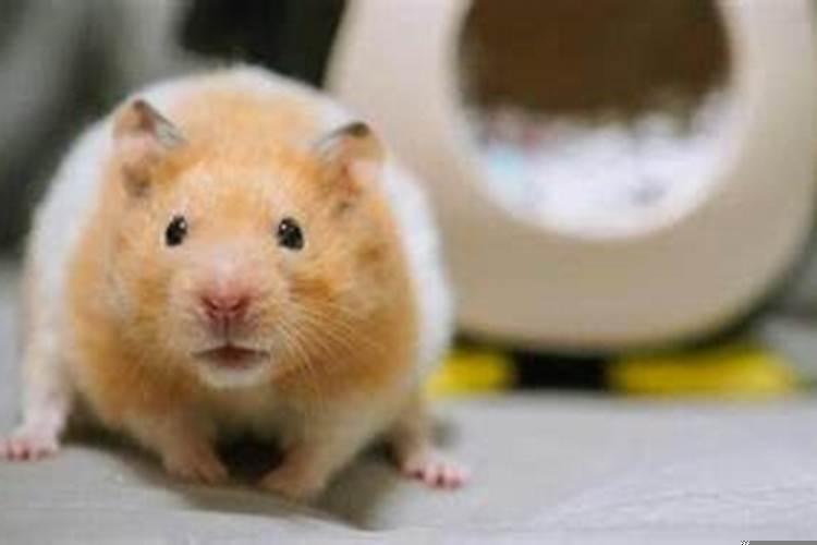 属龙的属羊在一起会怎么样？属龙和属羊的八字合不合