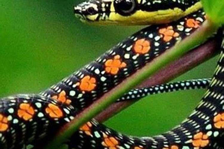 梦见蛇是什么预兆还被咬了？梦见蛇是啥征兆