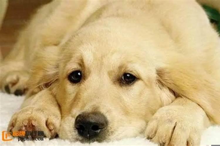 男人做梦梦见狗是什么意思？梦见狗是什么预兆男人