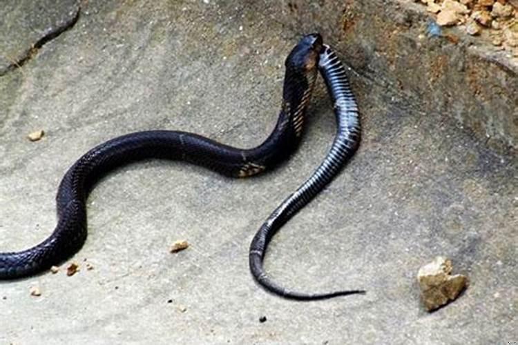 梦见蛇什么意思周公解梦？梦见大蛇小蛇预示着什么呢