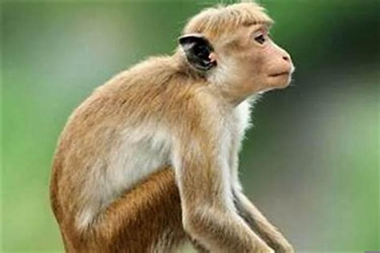 搬家吉日冲猴是什么？选择黄道吉日怎么选