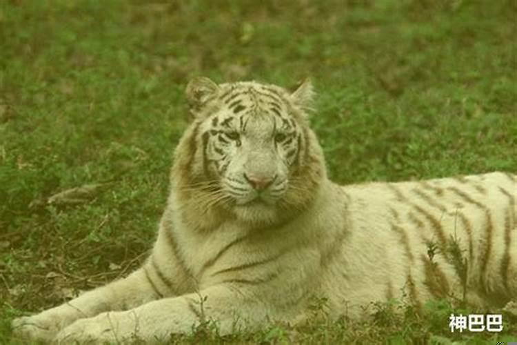 梦见家里来了老虎是什么预兆解梦？梦见老虎进家里什么意思