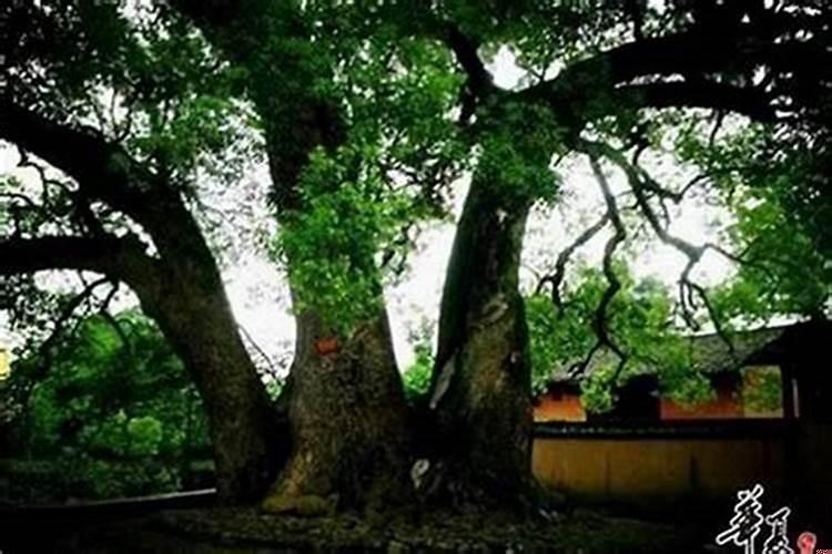 院子为什么不能全部打水泥