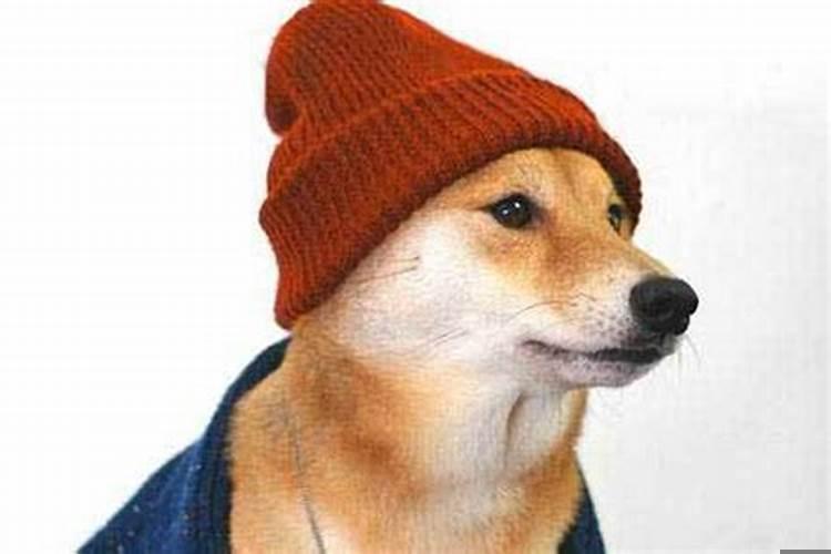 属狗的人几月份生最好？属狗阳历十月出生好吗