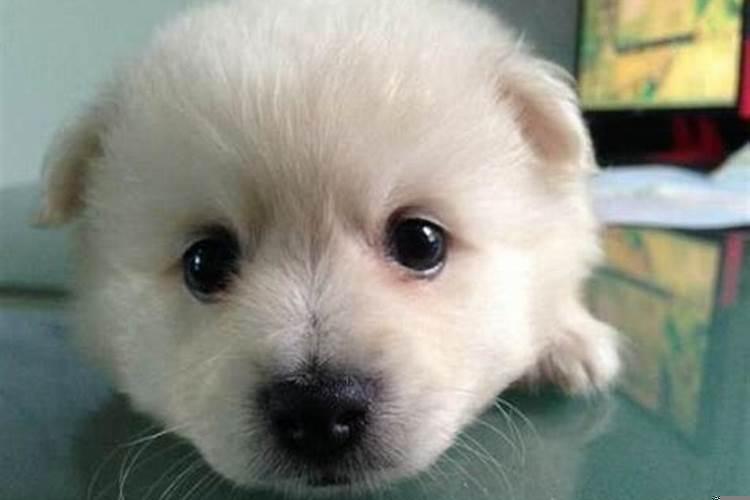 男人做梦梦见狗是什么意思？梦见狗是什么预兆男人