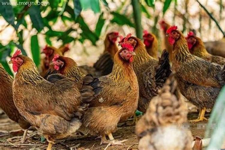 女人梦见许多鸡是什么意思？梦见一群鸡