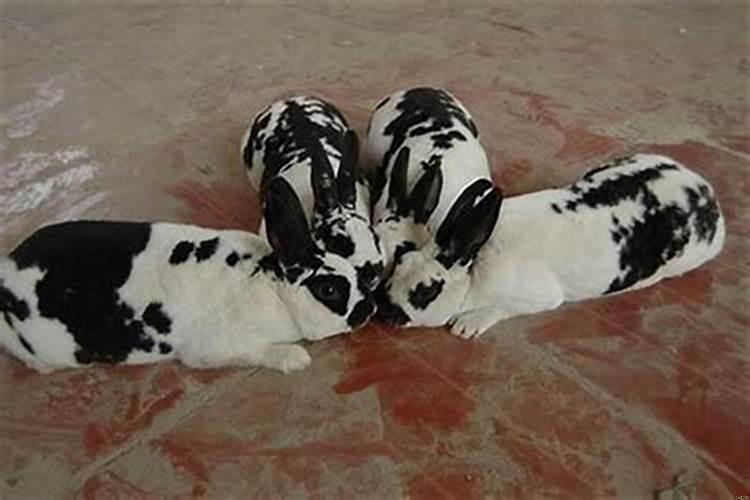 属相婚配牛和兔好不好？属牛和属兔生兔宝宝好不好