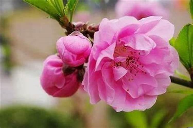 桃花就是财运的女人面相(桃花运旺盛的人)