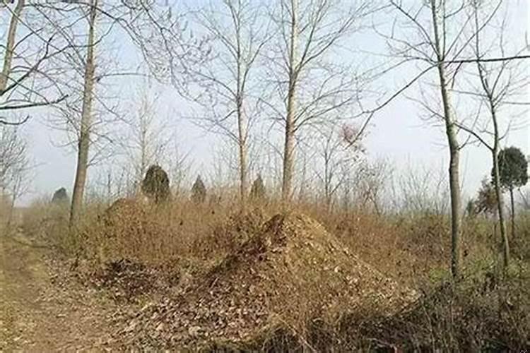 坟地里种树对后人好吗?坟上风水好,对后辈的影响