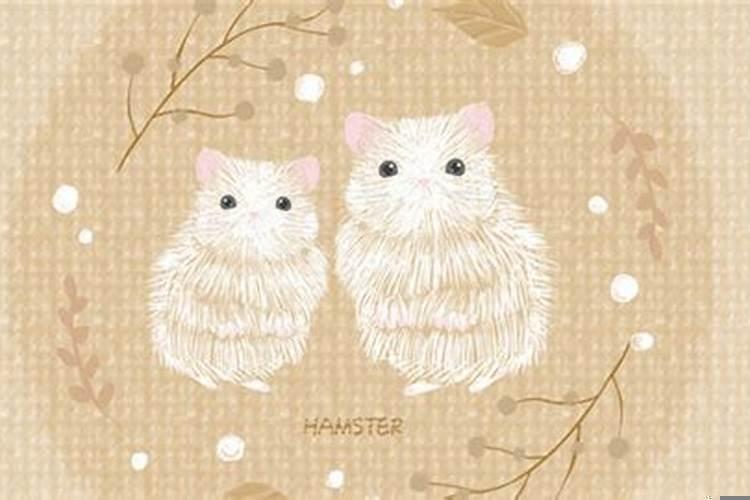 鼠和猴属相合不合适(属相猴和鼠婚配好吗女)