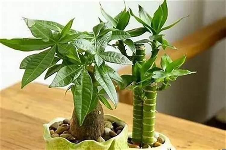 财旺是什么生肖？什么最聚财招财？