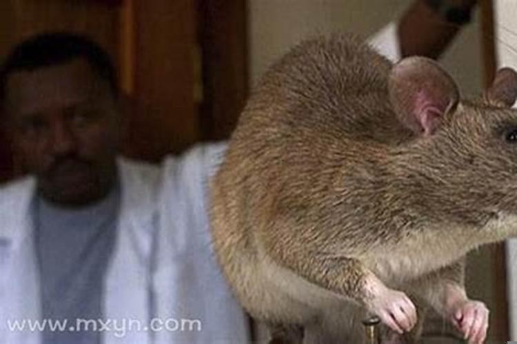 男人梦见老鼠的七大预兆，梦到老鼠是什么征兆