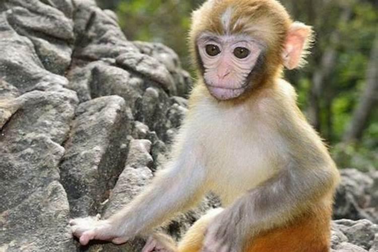 92年属猴适合住几楼？92年的猴住几楼最好