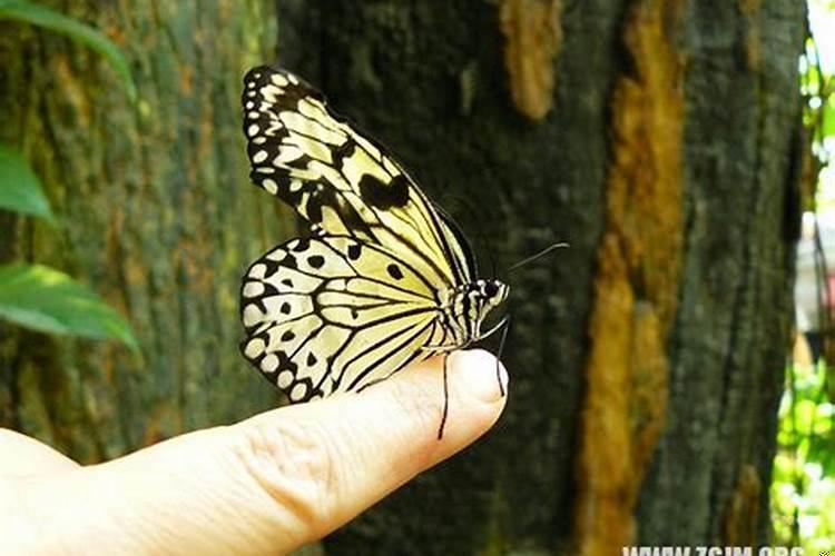 梦见拉大便是什么意？梦见厕所大便是什么预兆解梦