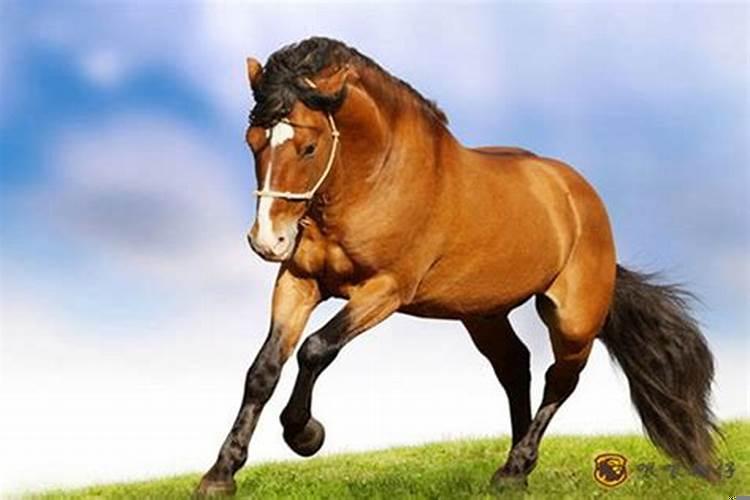 猴跟马属相合不合财运 属猴和马属相合不合