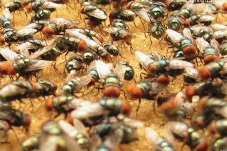 梦到了苍蝇满屋飞(做梦梦到老虎是什么兆头)