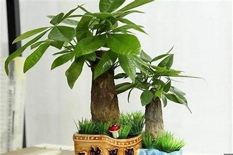 风水聚财植物(运气挡不住)