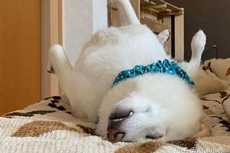 梦见狗叫醒自己,梦见狗周公解梦大全查询