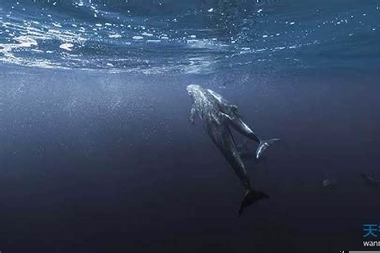 女生梦到美人鱼（梦见美人鱼是什么意思）