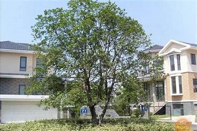 家庭旺财风水树(什么风水树提升财运最快)