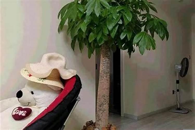 家庭旺财风水树(什么风水树提升财运最快)